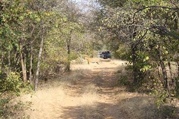 Jungle View Resort Sawai Madhopur Luaran gambar